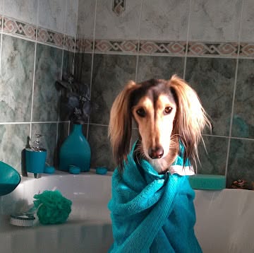 Dog after bath wrapped in blue towel